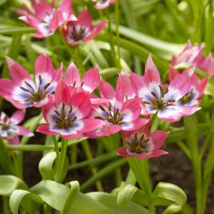 Tulipe Pulchella Little Beauty (x10)